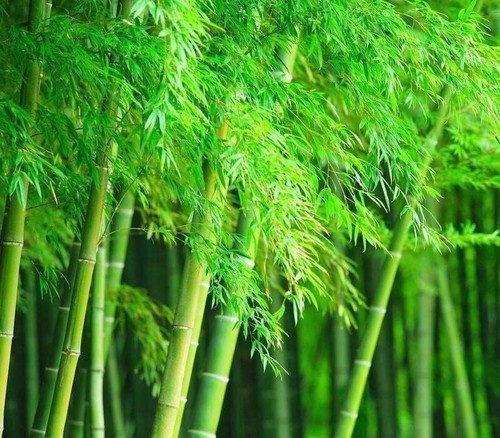 Giant timber bamboo - timber, for