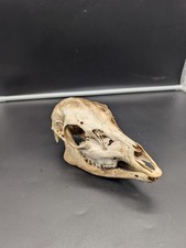British Fallow Doe Skull