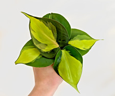 1 x Philodendron Brasil Pothos Plant Cutting Rooting | READ DESCRIPTION | 5cm+