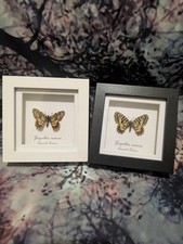 Spanish Festoon Butterfly