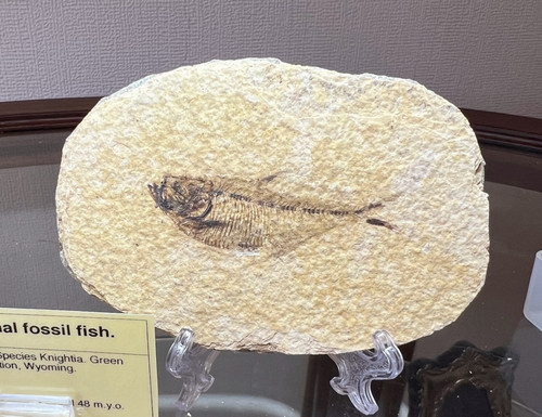Fossil fish kemmerer - fish,