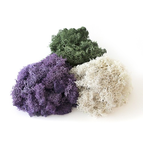 Dried moss for plant - dried,