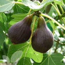 3x Fig Tree 'Brown Turkey' 8" Unrooted cuttings Ficus Carica Hardy Edible Fruit