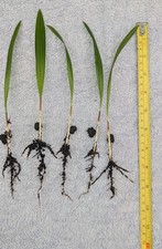 5 x PALM TREE SEEDLINGS