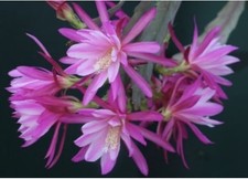 1 EPIPHYLLUM Cactus Rare