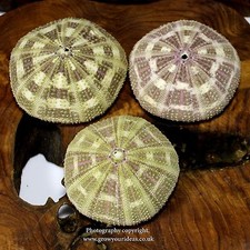 3 X Sea urchin tartan 6-8 cm.. Perfect for crafts and air plants