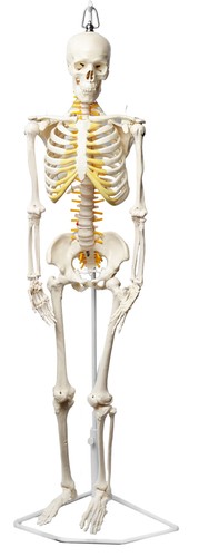 Human skeleton model - human, half