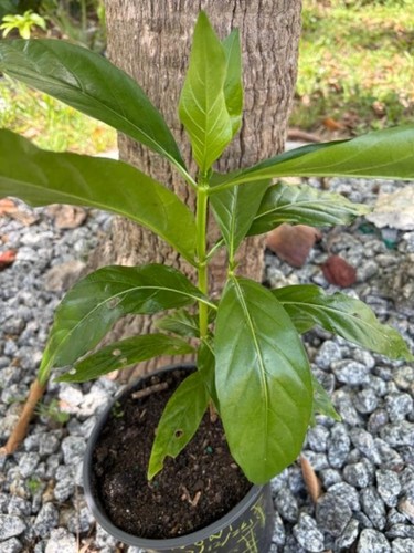 Noni air layered morinda - air-layered, (morinda