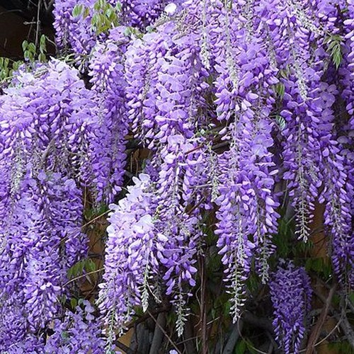 Wisteria sinensis prolific - sinensis,