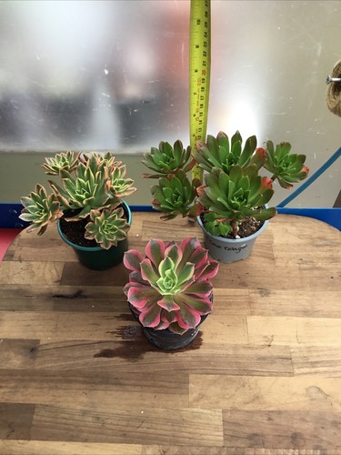 Different aeoniums - x,