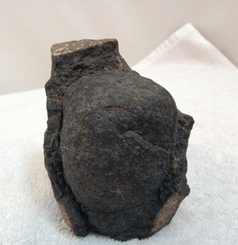 Egg shaped strange fossilized - strange,