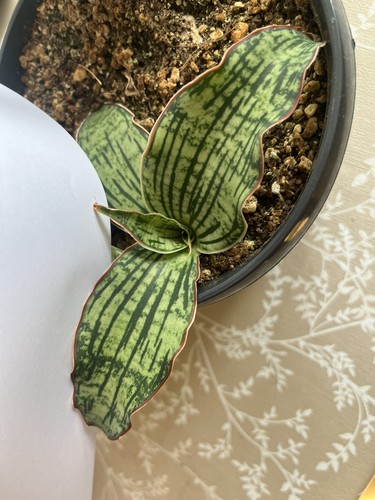 Sansevieria cleopatra - sansevieria,