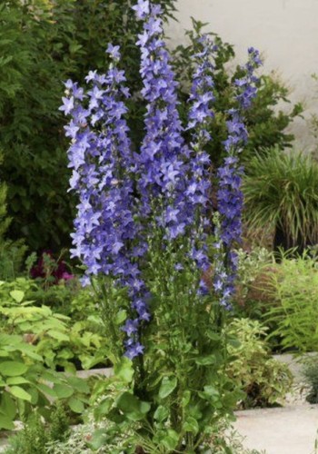 Campanula pyramidalis choice - campanula,