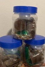 Attraction Waist Beads Kits