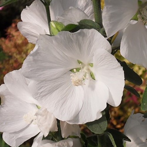 Lavatera ice white 9cm pot - ice,