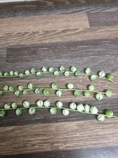 Variegated String of Pearls 3x 10cm Cuttings  | Senecio Rowleyanus Variegata | 