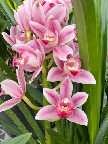 Cymbidium barrita flight - cymbidium, ~