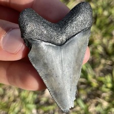 Megalodon Tooth Real 2.4” Specimen From SW Florida