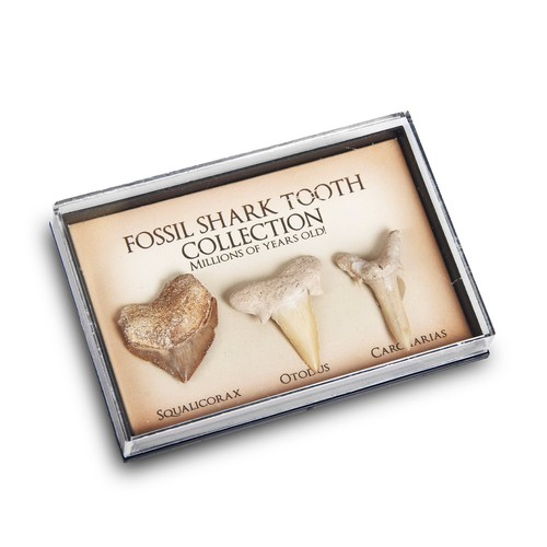 Mini shark teeth - fossil, box