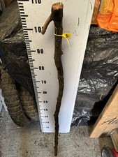 BLACKTHORN  WALKING STICK  SHANK Knob Lot 21