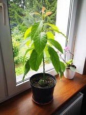  avocado plant  in 9cm pot