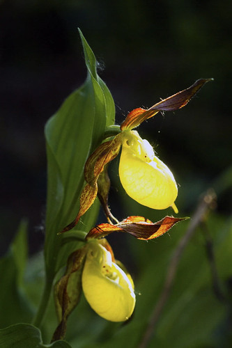 Cypripedium kentuckiense - , x