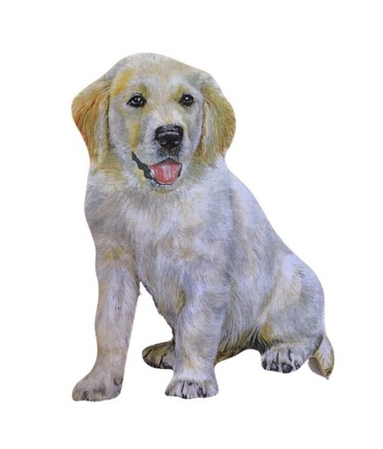 Golden retriever puppy - retriever,