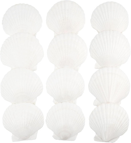 Pcs scallop shells - scallop,