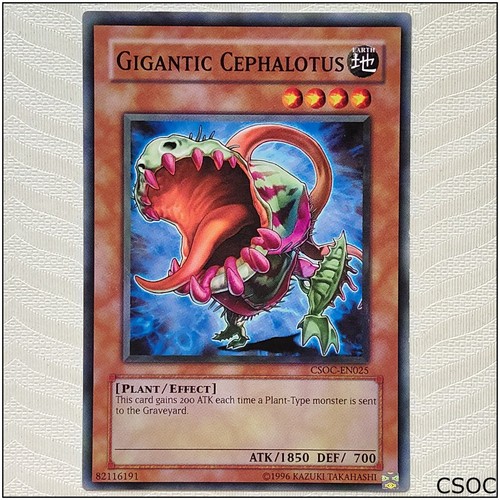 Gigantic cephalotus - gigantic,