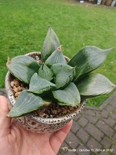 Haworthia emelyae var