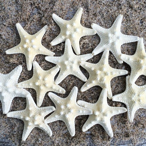 White knobby star fish - 10*,