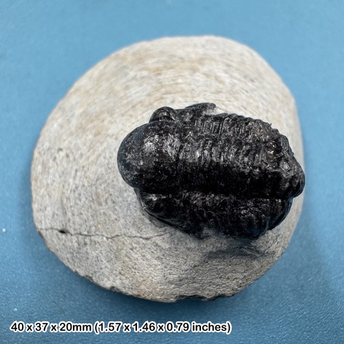 Gerastos trilobite fossil - , –
