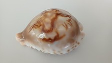 Cypraea Fultoni Cowrie Shell, 69mm