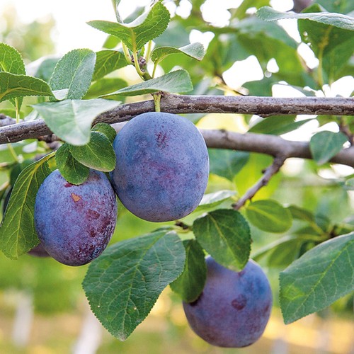 Mini fruit tree - t&m,