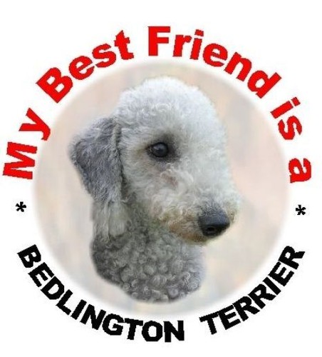 Bedlington terrier car - terrier,