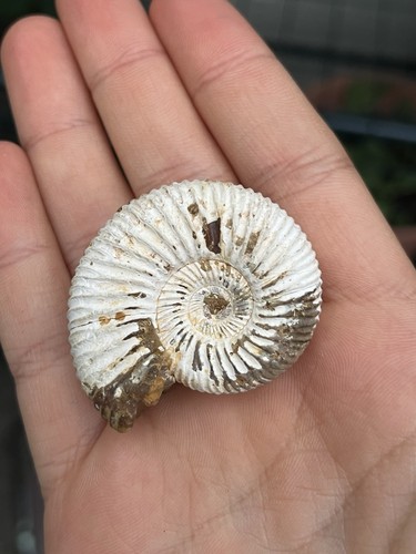 Ammonite fossil natural - fossil,