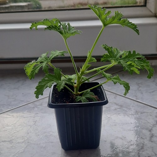 Pelargonium lemon geranium - pelargonium,
