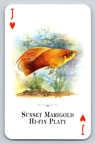 Swap card sunset marigold - card,