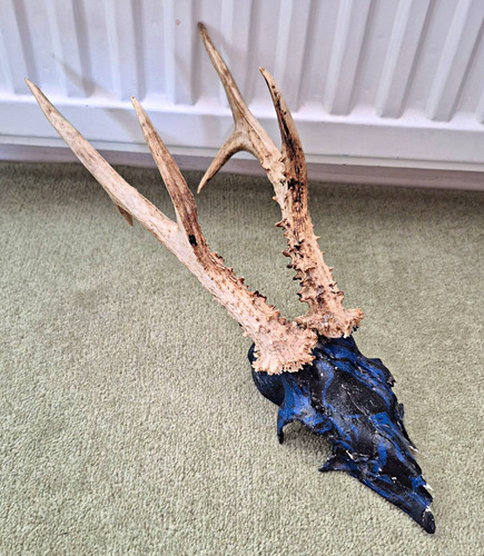 Painted roe deer skull - painted,