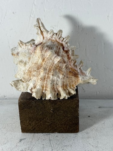 Large 10cm 11cm - large,