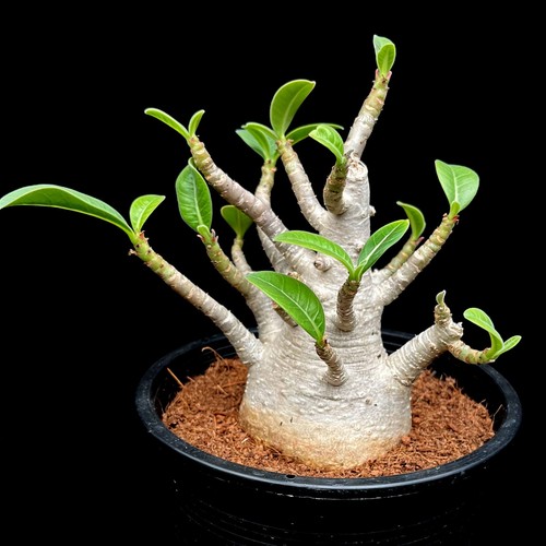 Large adenium ansu baobab - large,