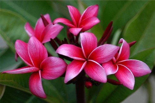 Plumeria rubra kimi moragne - rubra,
