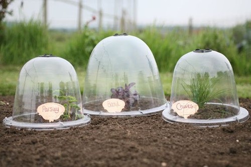 Original victorian bell cloche - victorian,