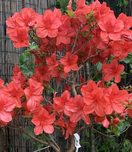 Satsuki azalea benigasa bonsai - azalea,