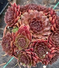 Christmas Chocolate Kiss Red