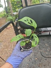Monstera Adansonii 2 inch Pot
