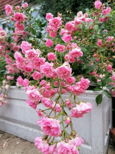Pink bush rose bare root - rose,