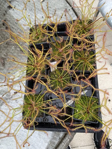 Drosera binata marston - drosera, “marston