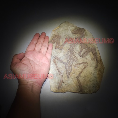 Dinosaur fossil confuciusornis - dinosaur,