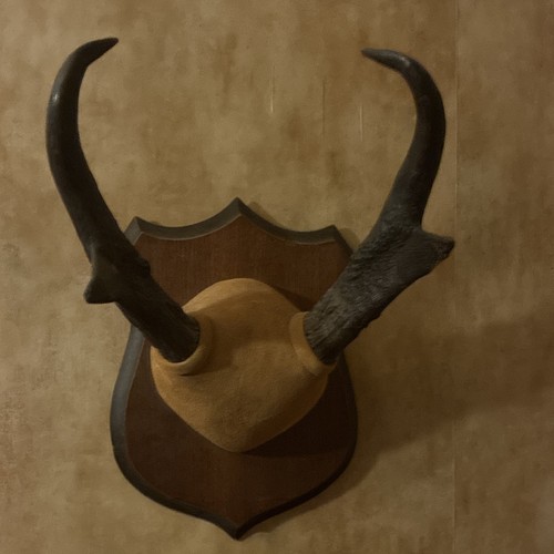 Deer antler mounted - antler,